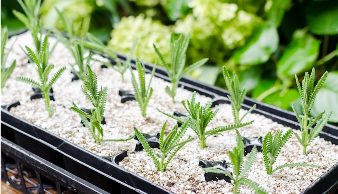 Расширенный Перлит для всех натуральных растений, садовая добавка для почвы, кондиционер для улучшения дренажа и вентиляции