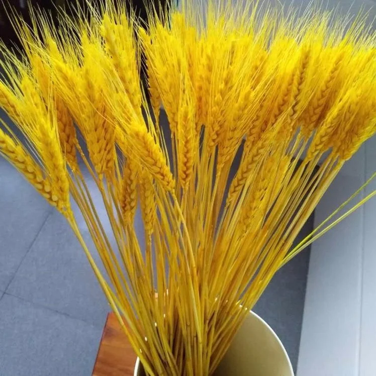 Nature decorate wheat grass dried flower wedding home hotel wheat straw flower