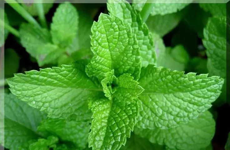 
100% Natural Peppermint Leaf Extract Powder 