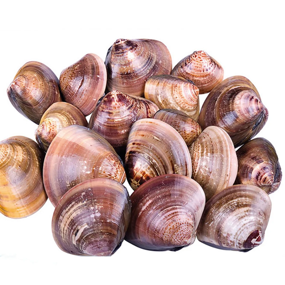 Vacuum Packed Frozen Fresh Cooked seafood exports fresh frozen baby clam