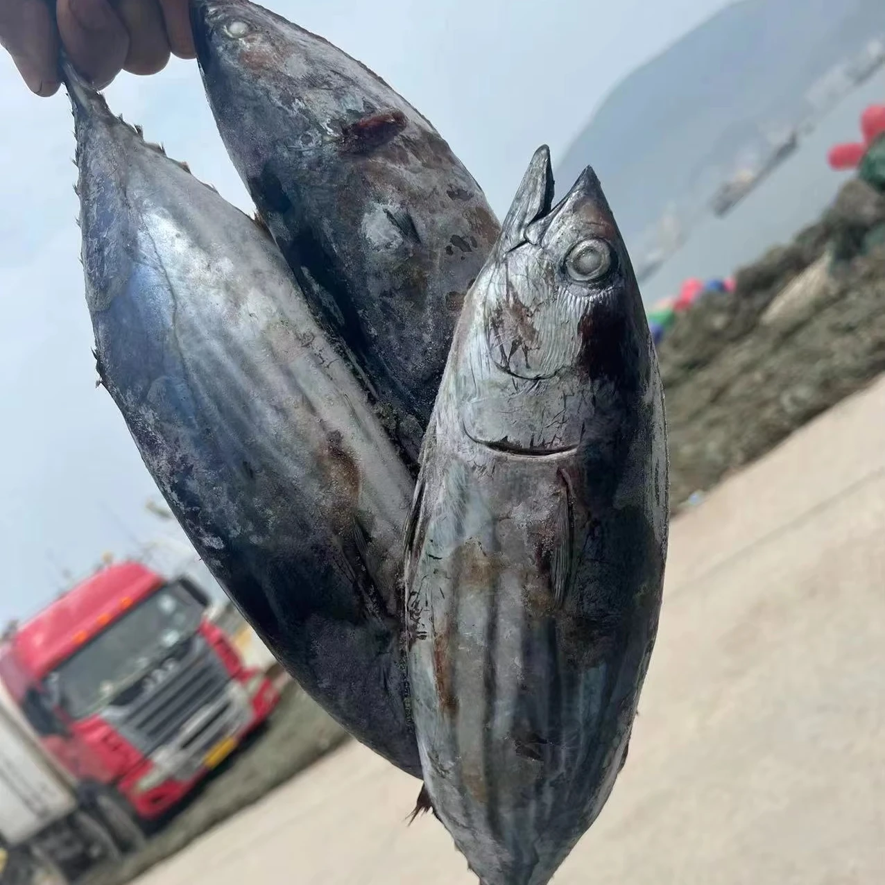 Frozen Eleotridae Skipjack Fish Whole Round Skip Jack Tuna