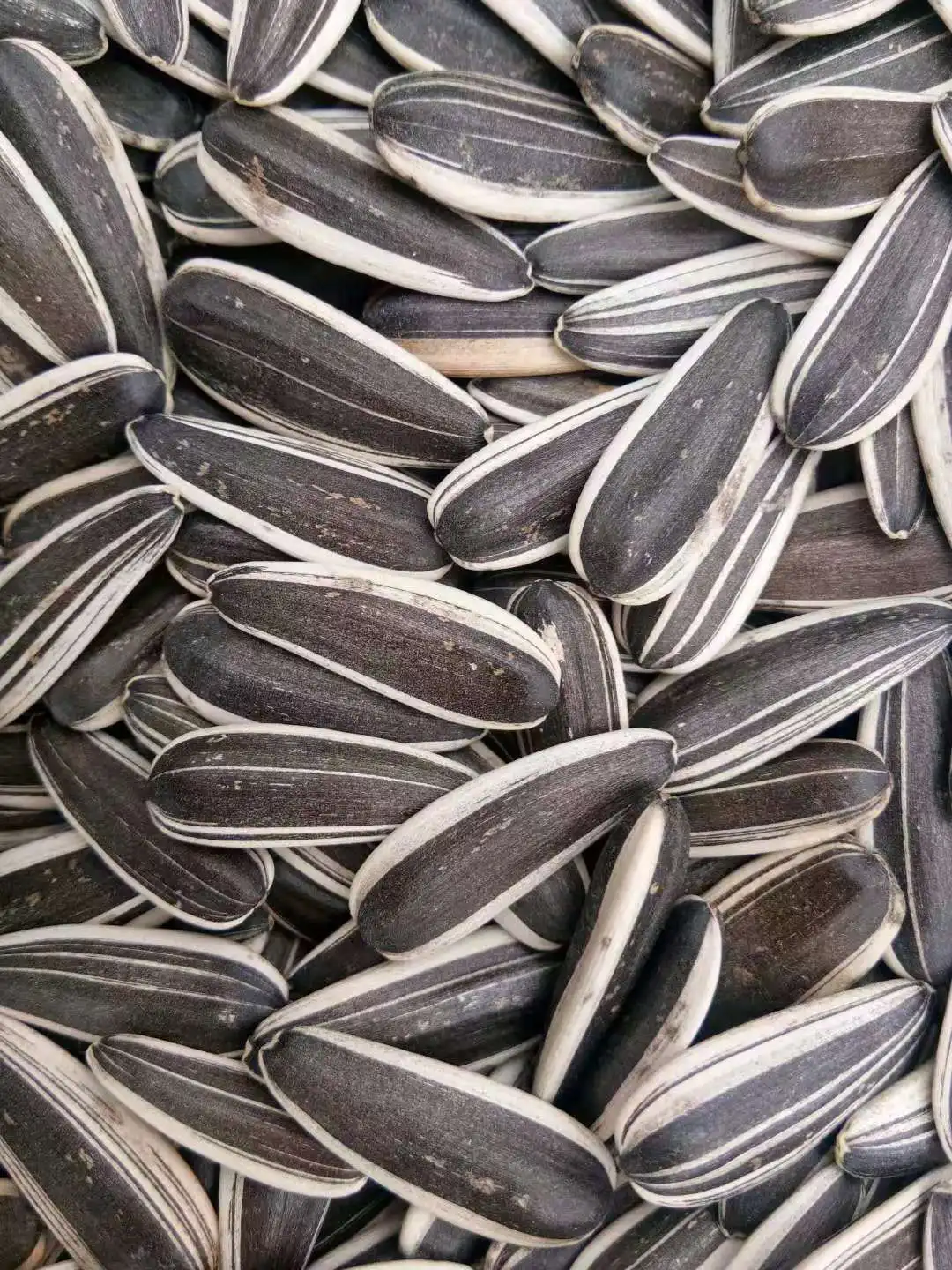 Oil sunflower seeds ukraine prices