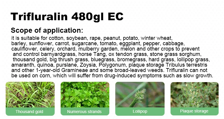 Trifluralin 48%EC, 1582-09-8, Trifluralin 480g/l EC herbicide Agrochemical