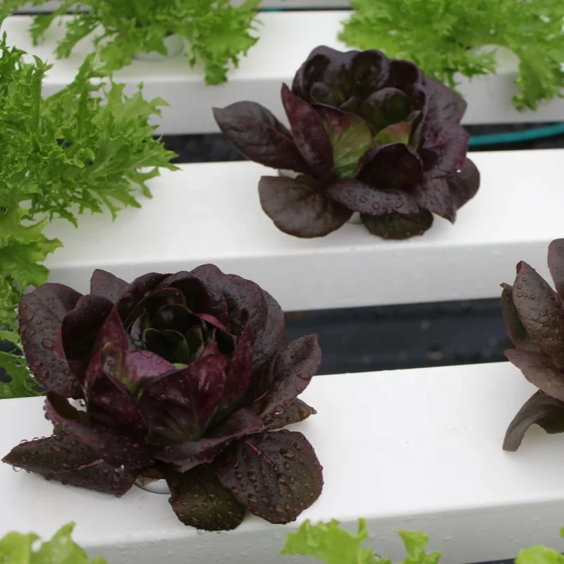 hydroponic growing systems pvc nft hydroponic gully pipe