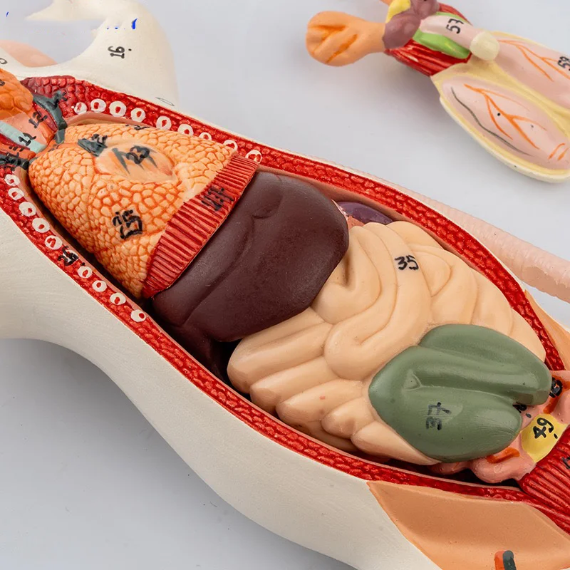 Mouse internal organ structure anatomy model biology teaching experimental animal anatomy animal husbandry specimen