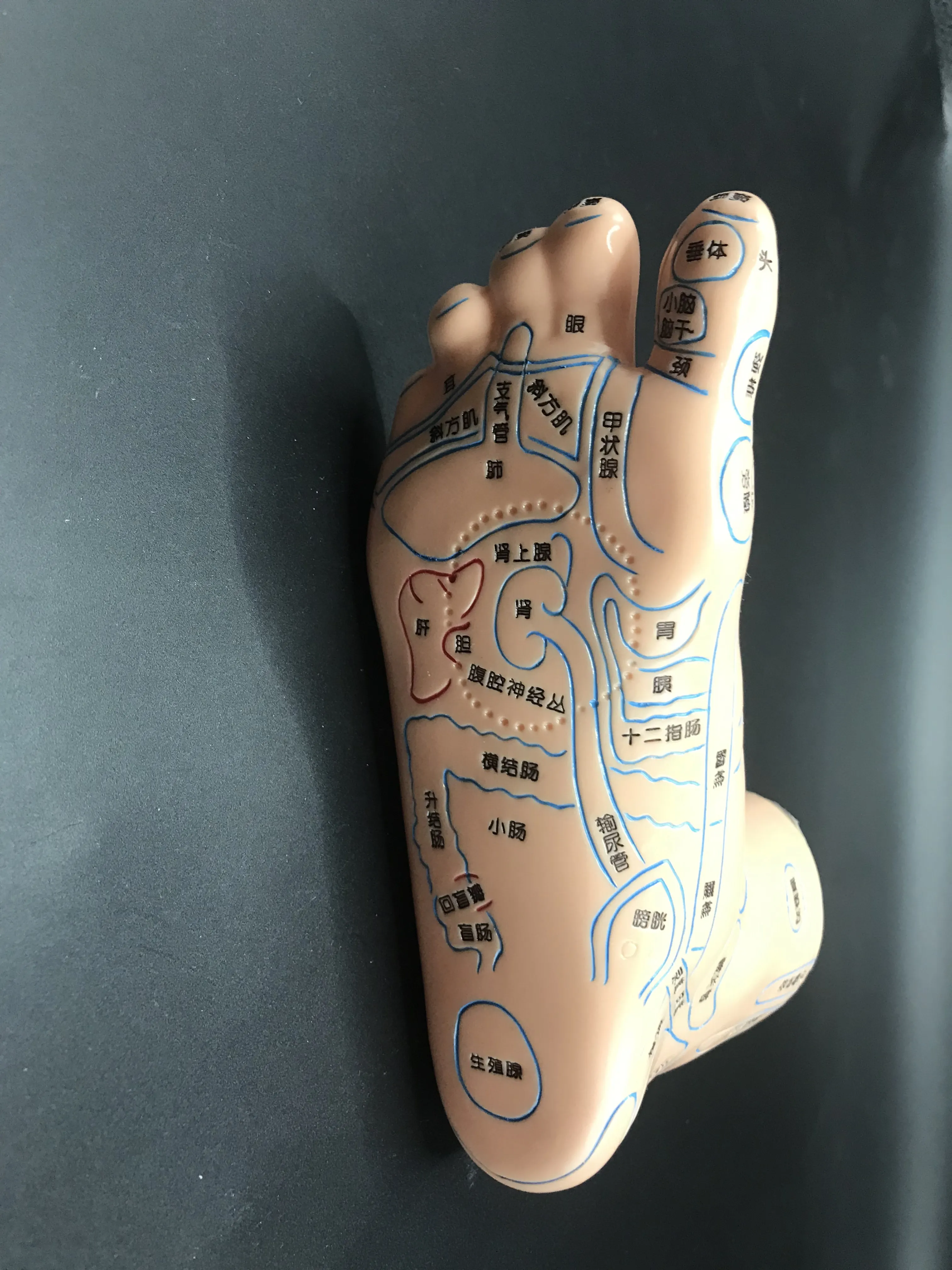 Foot Acupuncture Point Model Acupoint Teaching Right Feet Massage Area Teaching Tool Acupoint Anatomy Model