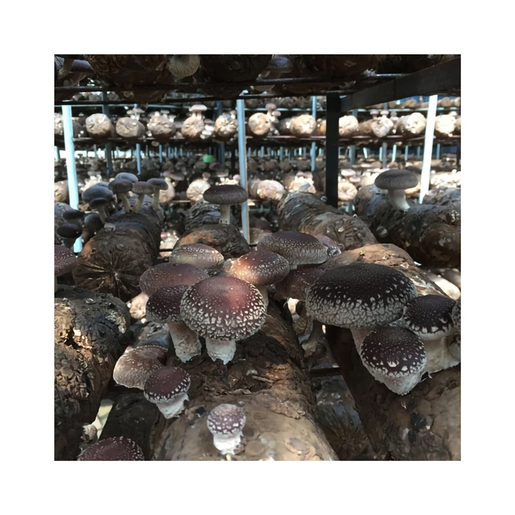 Natural Pollution-free Rootless Fleshy Stick Delicious Shiitake Mushroom Sticks For Household Food