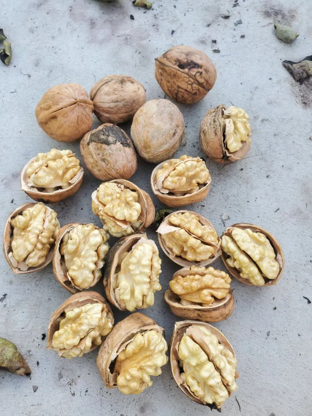 2022 crop  Walnuts Kernels 90%+ Halves Xinjiang 185 on sale