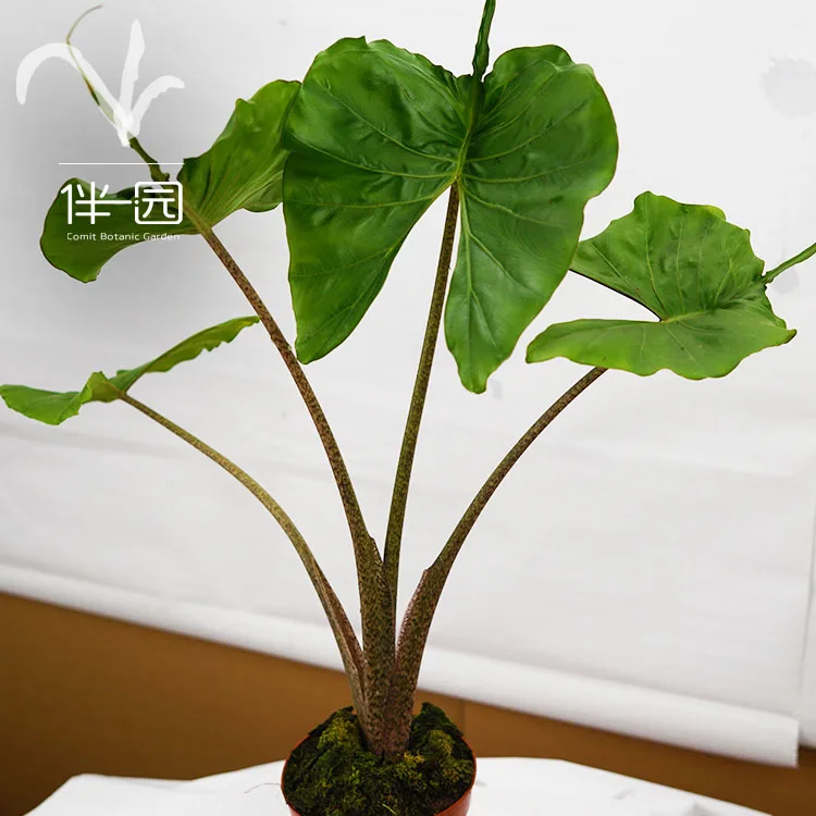 
High quality plants seedling Alocasia seedlings Stingray Ornamental natural plants for interior decoration 