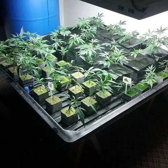 UPuper cutting seedling hemp hydro planting hydroponics rooting cubes 2 x 2 rock wool mini blocks