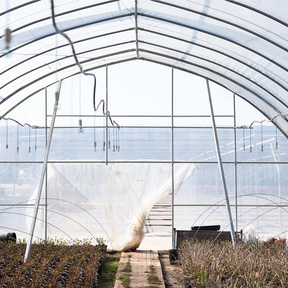 Smart Farming Agriculture Commercial Green Houses Plastic Film Greenhouse Tunnel Single Span Greenhouse