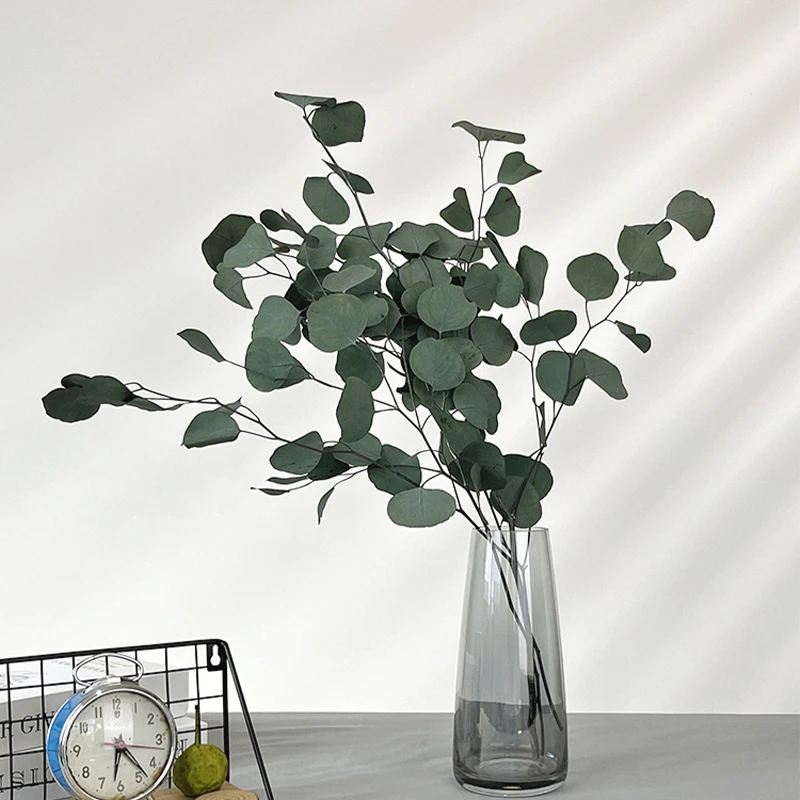 Dried Preserved Eucalyptus Stems Natural Silver Dollar Leaves Real Fresh Eucalyptus Plant Branches wreath home wedding decor