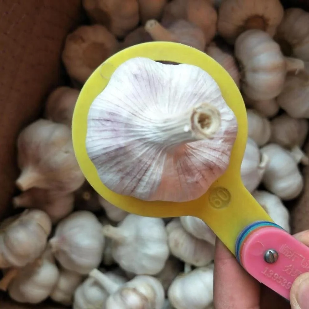 1/2LB fresh garlic normal white garlic 4 pcs