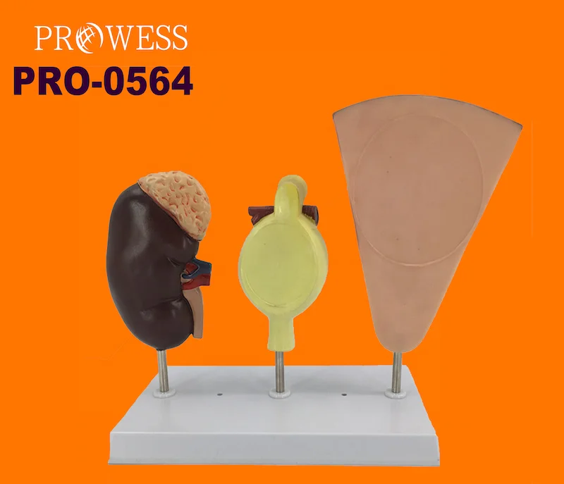 PRO-0564 Medical Anatomical Human Organs Kidney Nephron And Glomerulus Model For Sale