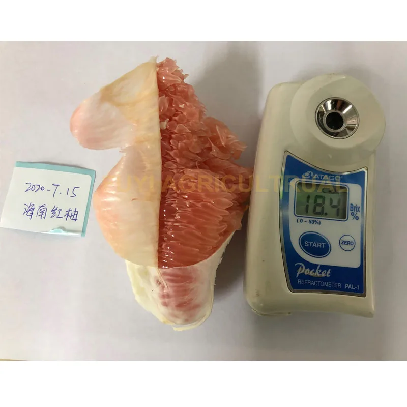 Juicy red meat honey fresh pomelo price