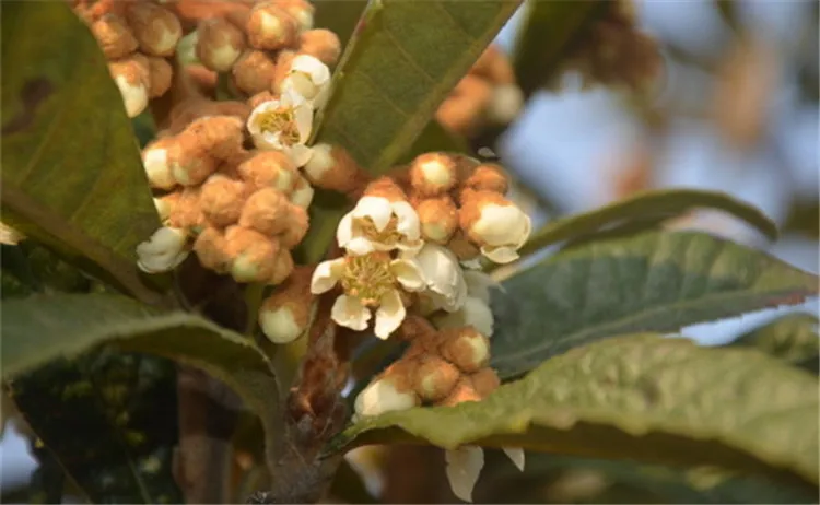 Wholesale Dried Loquat Flower Tea Treatment of Cough Moisten the Lungs