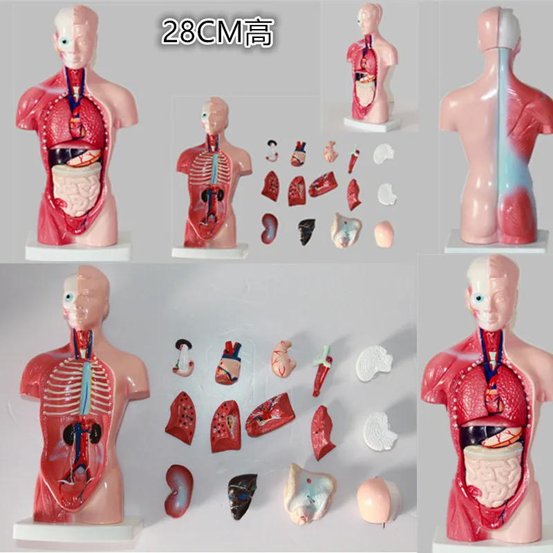 hot sale good price Medical 3D Model Anatomical Anatomy Dual-sex Human Torso with head Model medical supplies