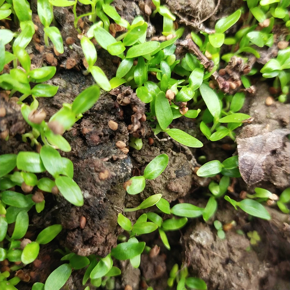 
400 seeds NON-GMO white mulberry seeds for planting 