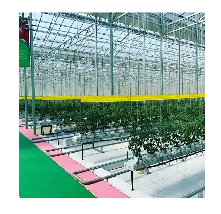 China Venlo Glass Greenhouse Manufacturer Building Glass Greenhouse with Hydroponic System