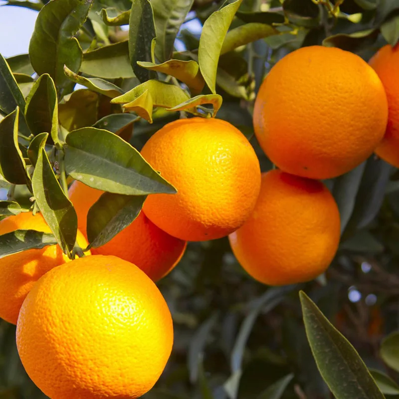 Fresh High Quality Sweet Tangerine Cheap Small Tangerine Citrus Orange Fruit