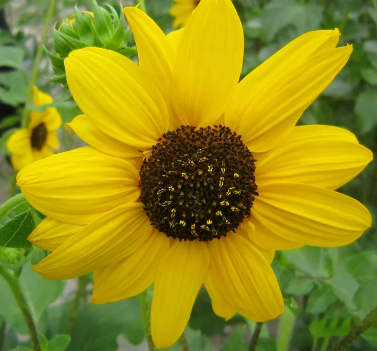 Hot Sale Helianthus Annuus flower Seeds For Growing