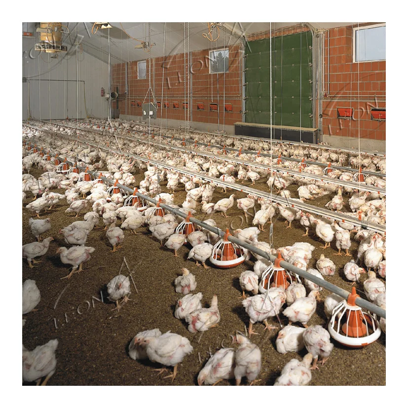 Cheap price broiler chicken poultry farm building in China