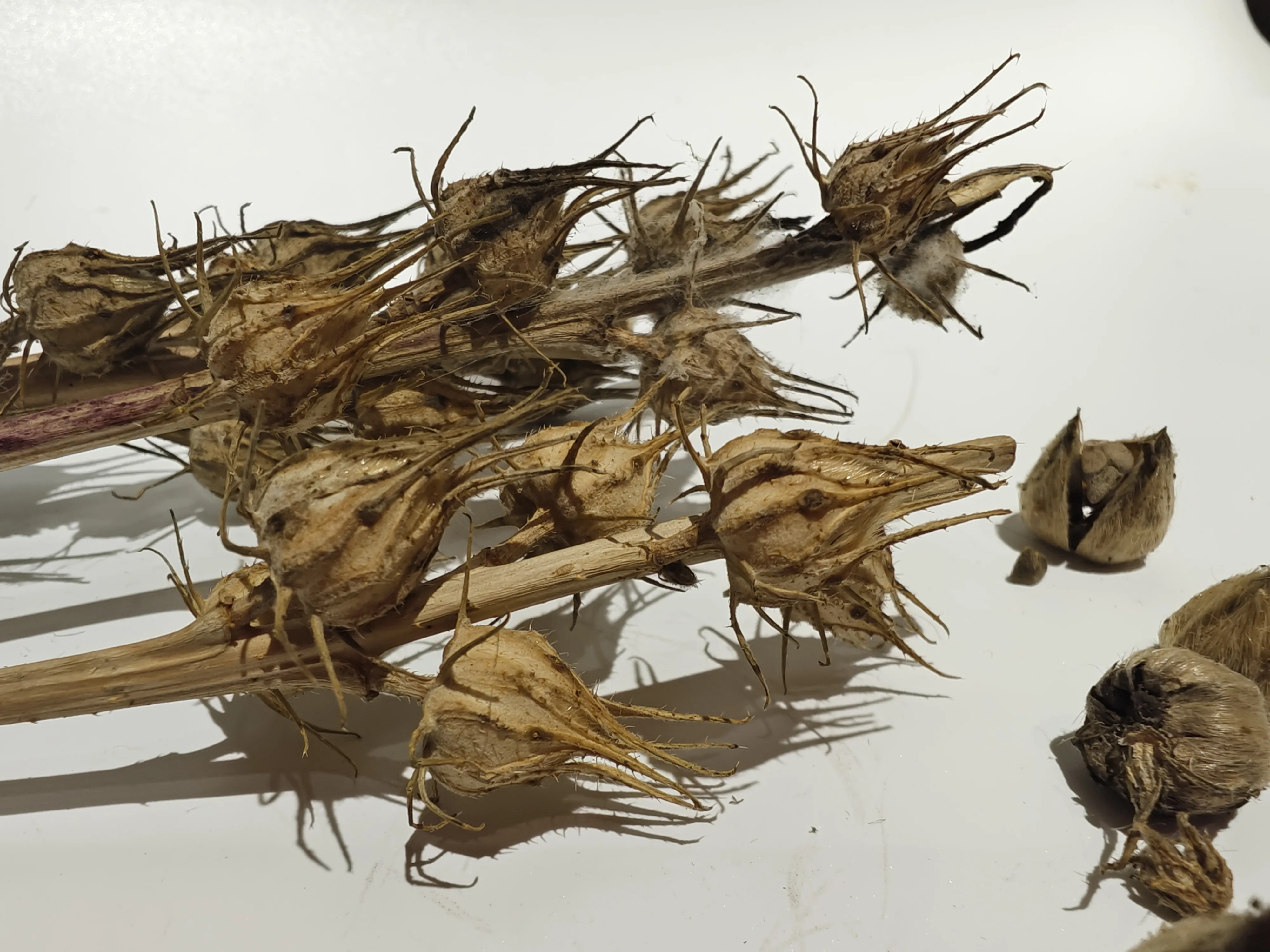 Grade C Exportable 100% Natural Raw Jute Excellent Eco-Friendly Sustainable Moisture Jute Fiber