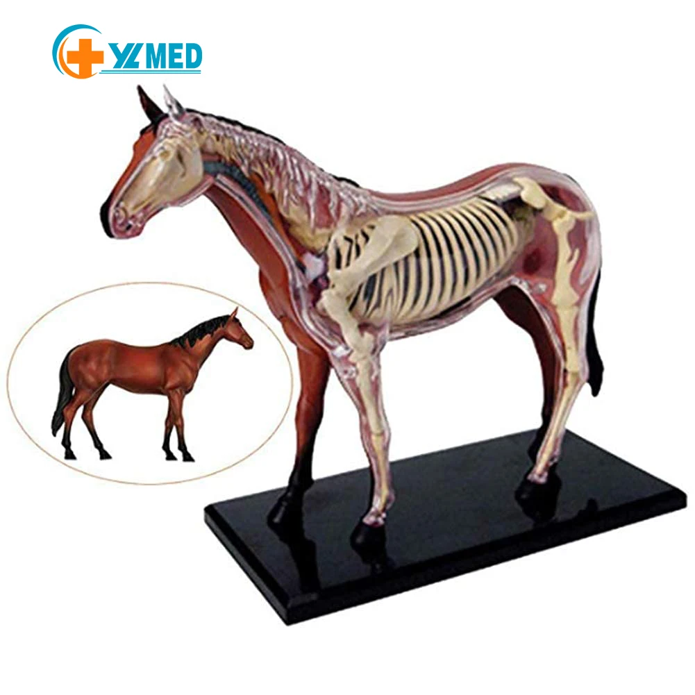 assembled toy simulation animal biological horse organ anatomy medical teaching  supplies experimental equipment