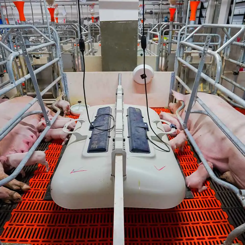 Well Made Farrowing Pen Farrowing Cages Sow Childbirth Pigs Farrowing Cage with Complete Maternity System