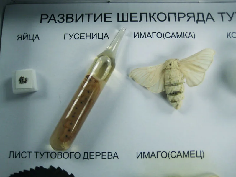 High Quality Embedded Real Silkworm specimen Silkworm Life Cycle Specimen Collection