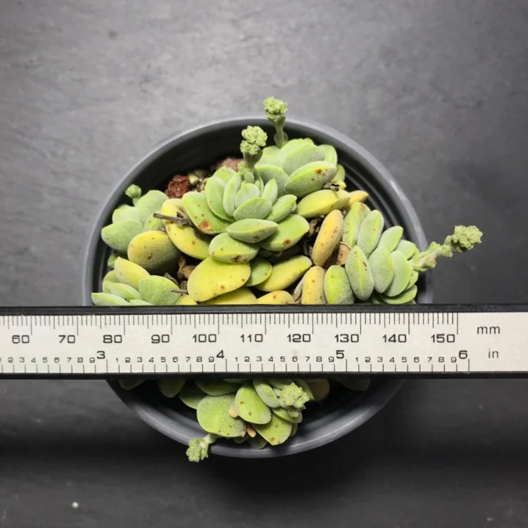 
2020 new style live succulents plants suppliers provide where to buy korean succulents 