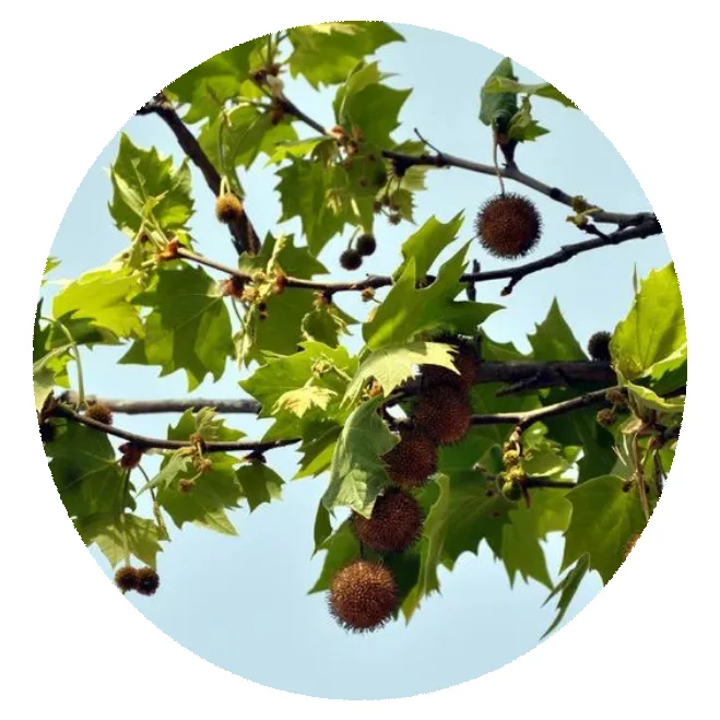 2021 fresh High germination rate Platanus acerifolia seeds Rare plant for planting tree seed