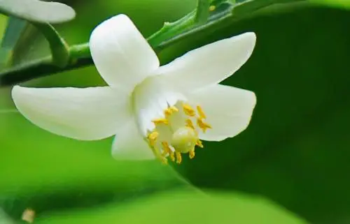 
Wholesale High Quality Solvent Extraction Distiller Pure Difuser Essential Oils 