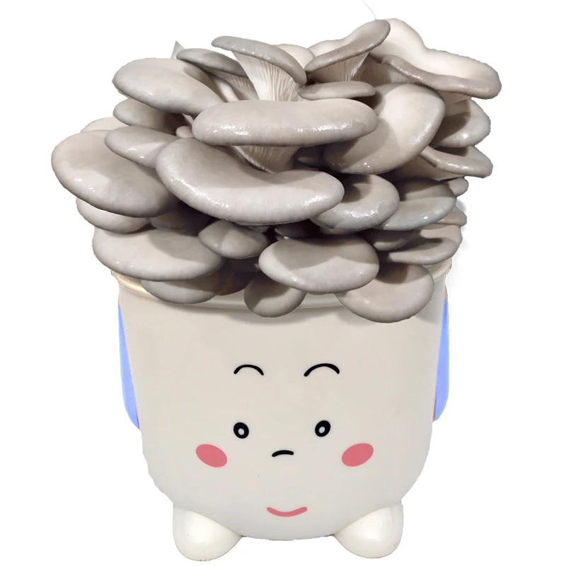 Direct wholesale high-quality fresh mushroom mushroom cultivation barrel