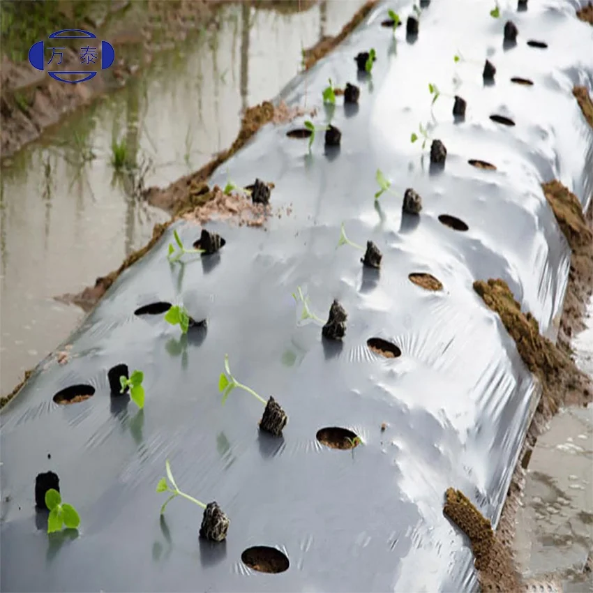 pe plastic foil protective plant cover mulch film for tomato price agriculture polyethylene film