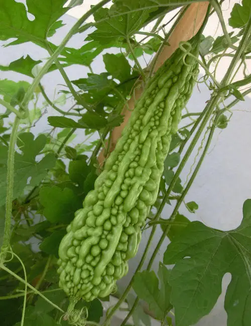 bitter melon extract and bitter gourd tea