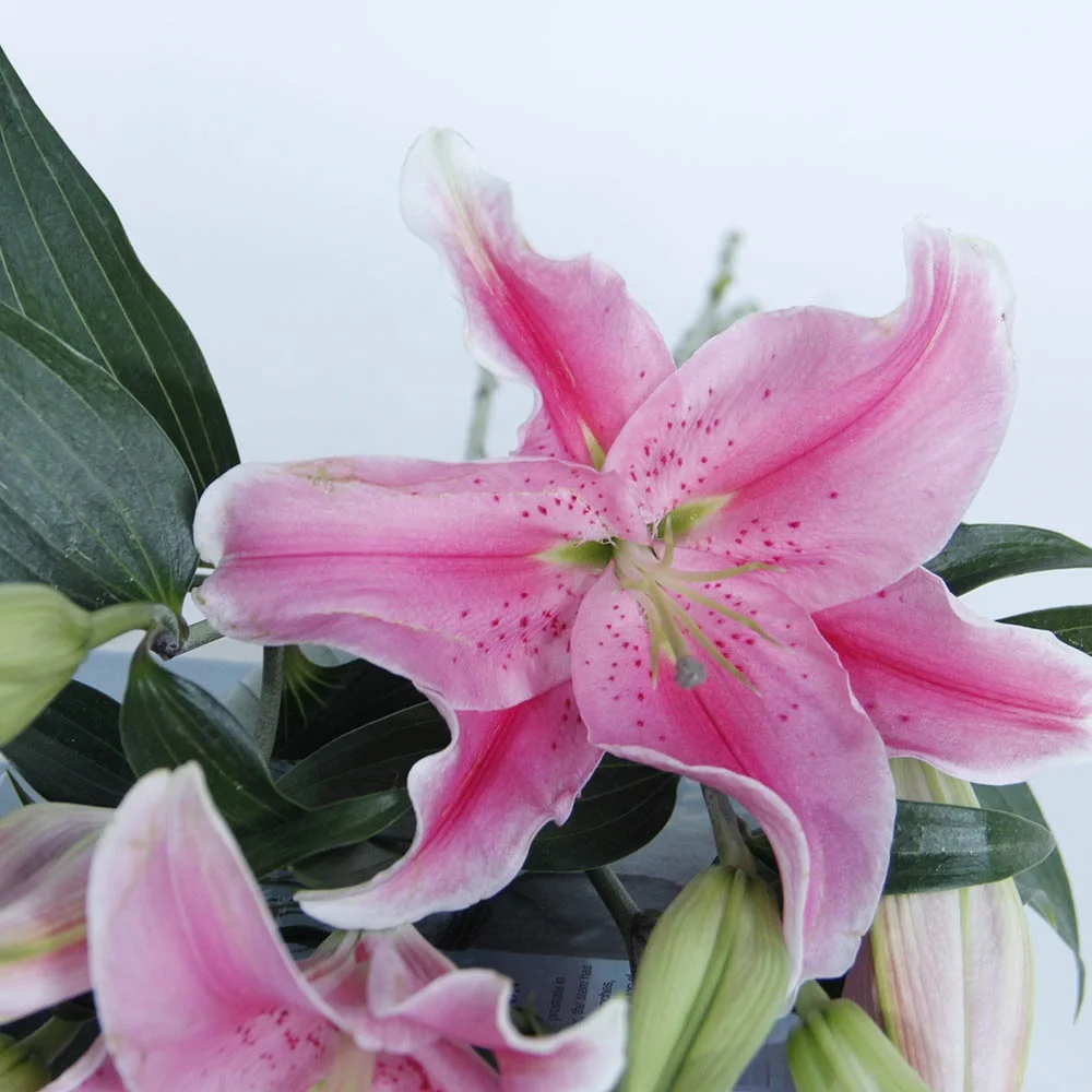 Made in China Wholesales Decorative Fresh Cut Floral Unique Bouquet Lilies Black Beauty Lily Buddhist Worship for Wedding Gift