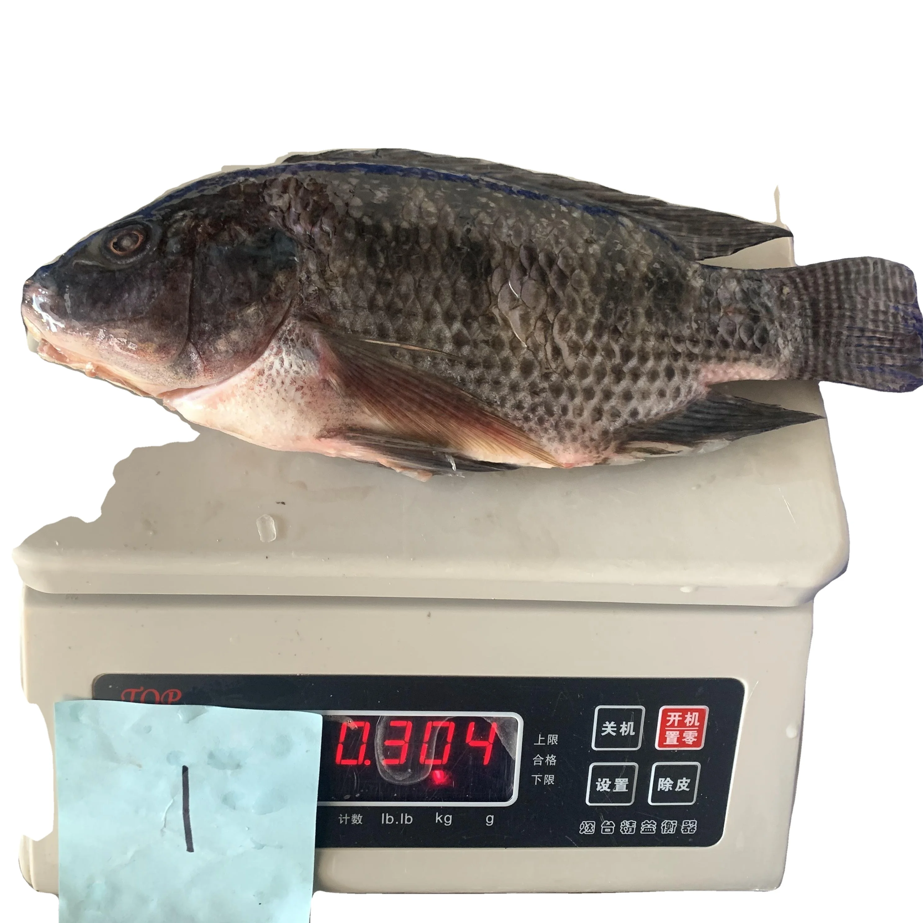 Attractive Tilapia Whole round Fish High Quality and Good Price