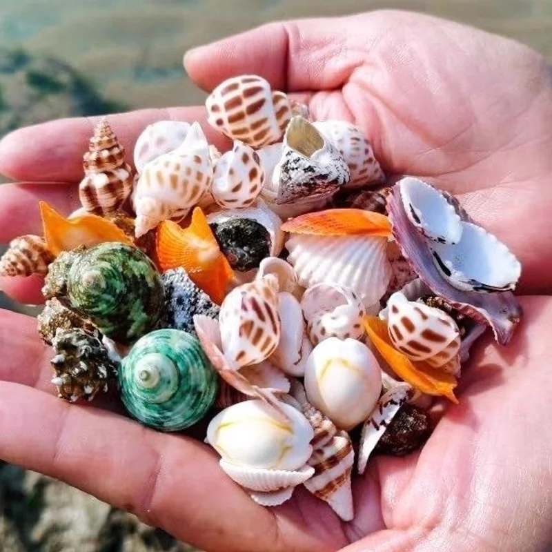 Fish tank decoration, aquarium landscaping, background simulation, conch coral reef, coral ornaments, seabed stones