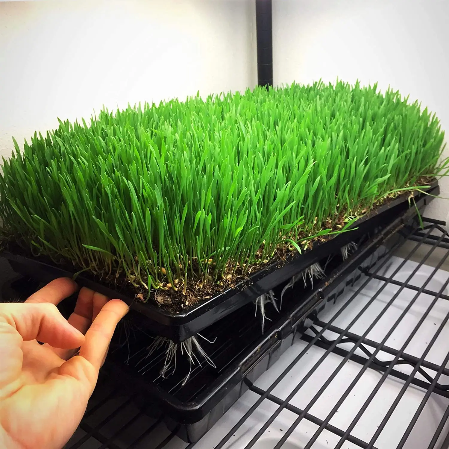 food grade pp material nursery seed growing flat tray 1020 trays