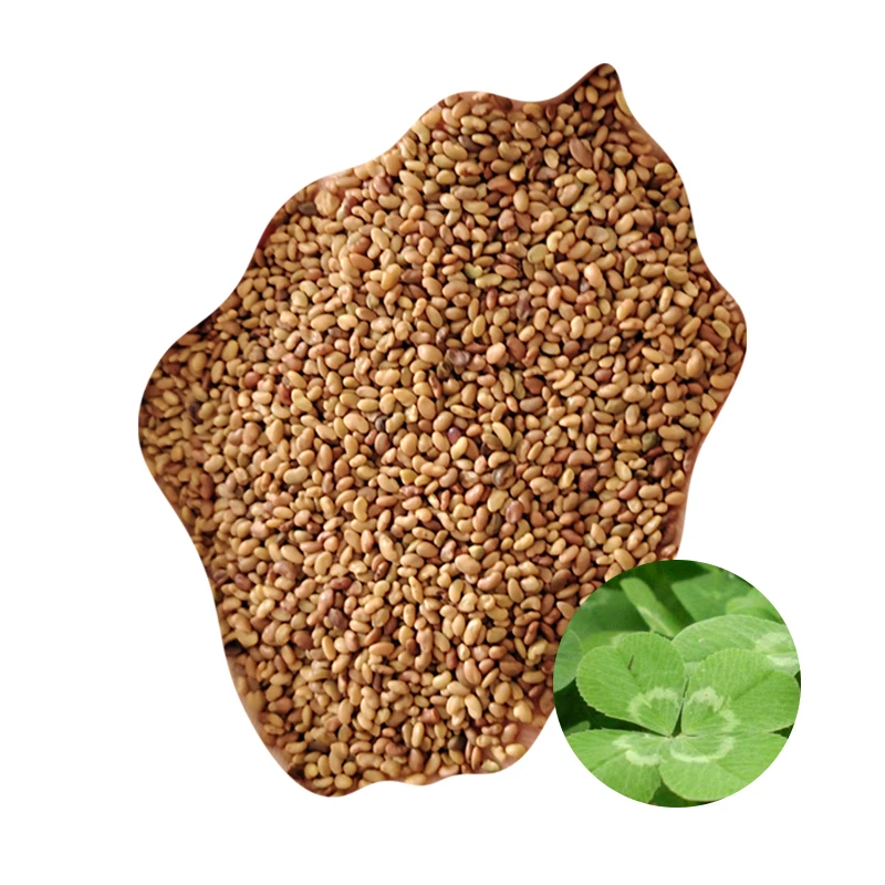 Alfalfa grass seed for cattle sheep duck goose, Alfalfa seeds with many years grow plants good quality Sweet elephant grass root
