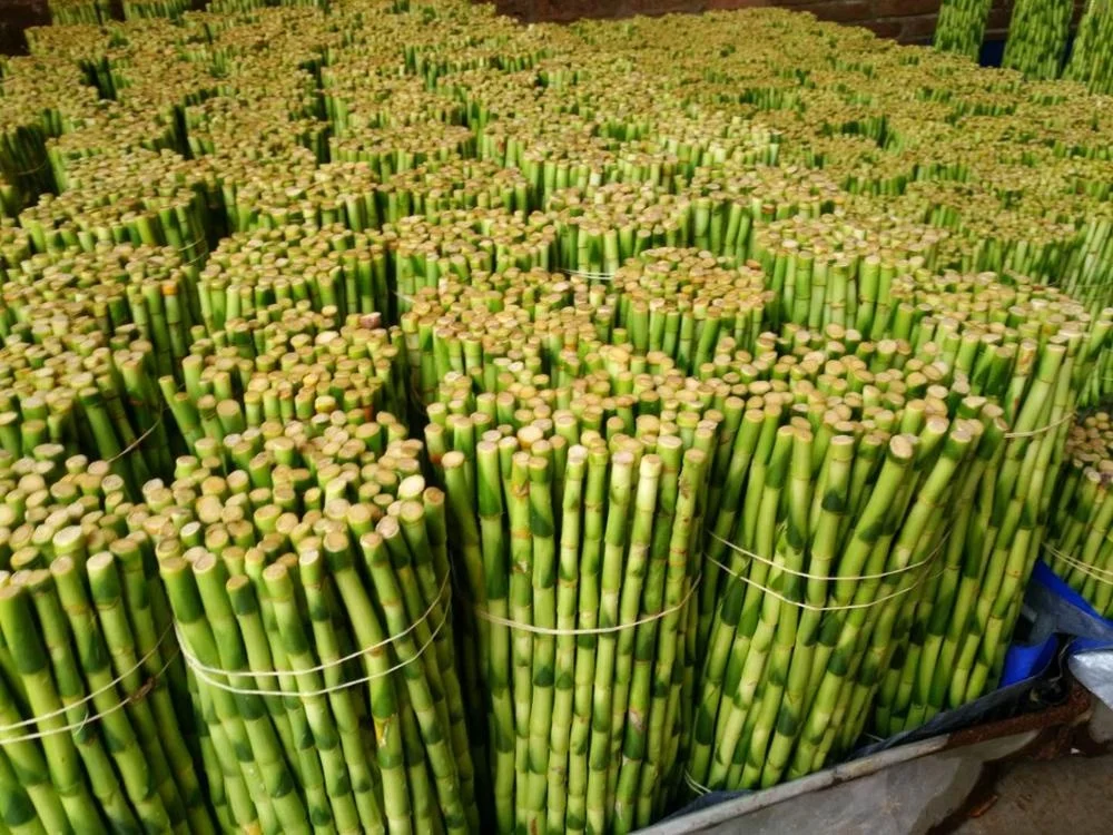 Green straight lucky bamboo plant dracaena sanderiana with good quality Zhanjiang