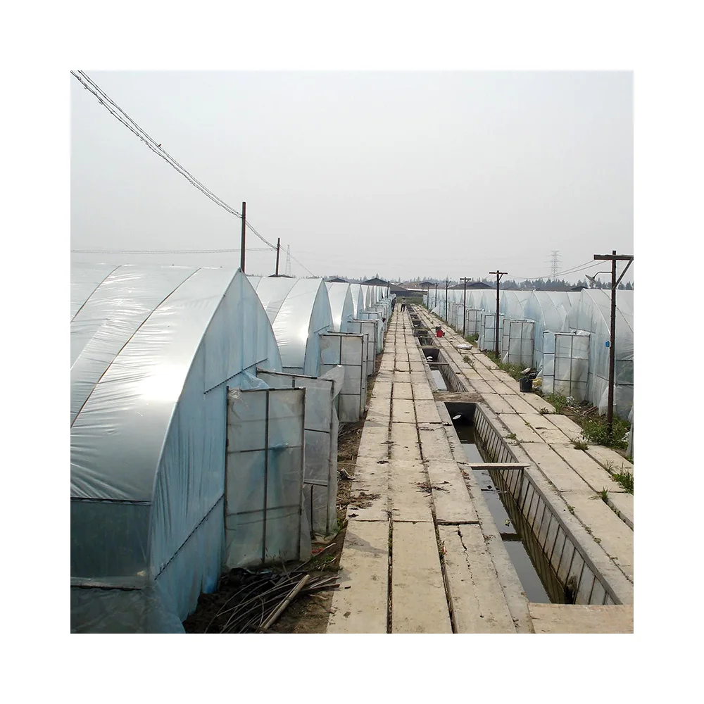 
Vegetable greenhouse elliptical tube vegetable farming tomato farming 