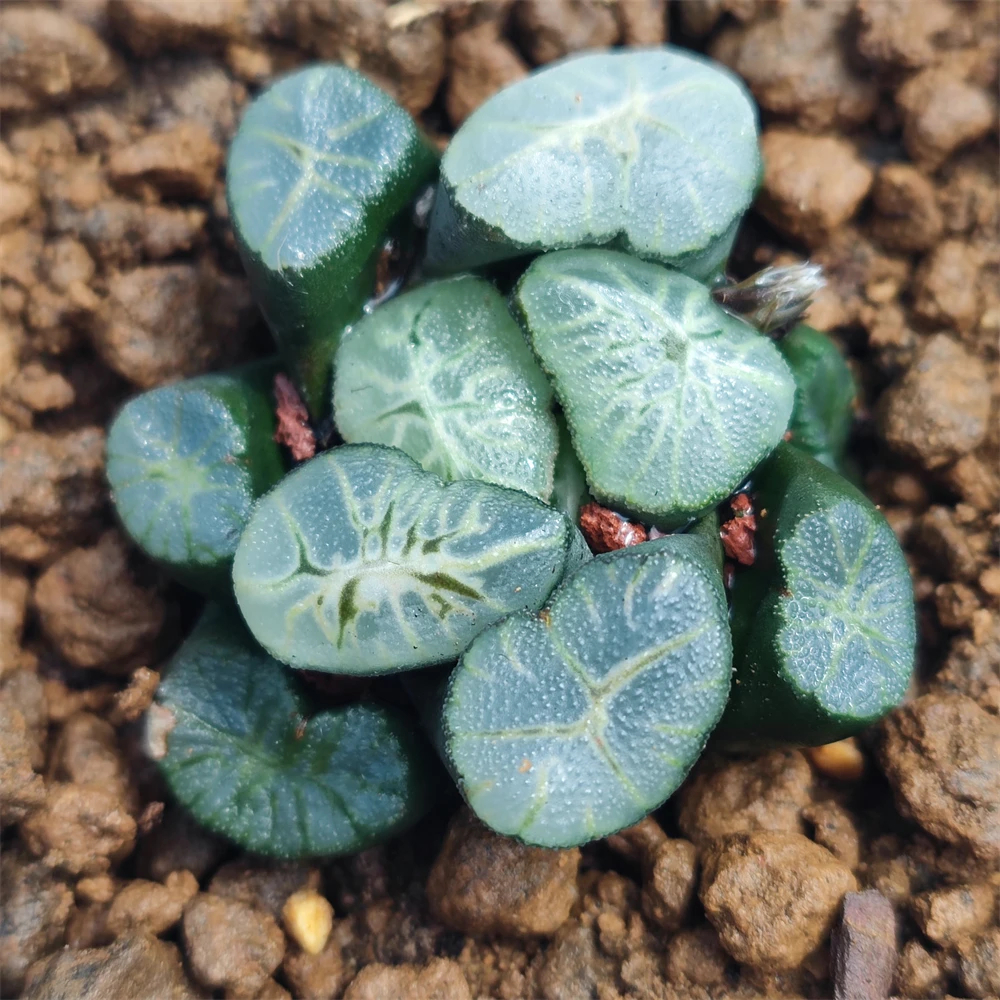 H203 haworthia maughanii var Unryi Редкие суккуленты живое растение 7 см горшок натуральные суккуленты комнатное растение бонсай