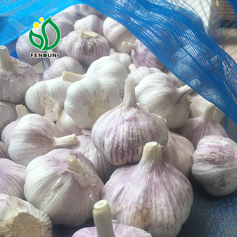 Big size 5.5-6.5cm Chinese fresh garlic wholesale white garlic garlic exporter