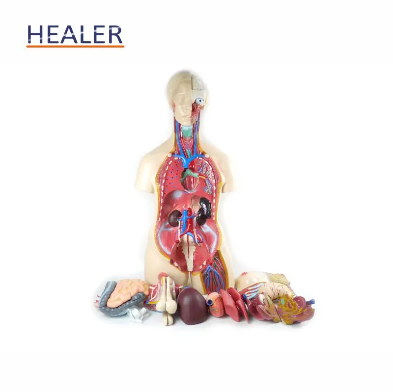 Human Half Body Manikin Organ Teaching Model, Anatomical Human Body Torso Anatomy Model