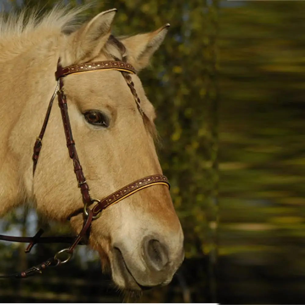 Best Quality - Bitless Bridle with Spanish Design Web Reins Padded Nose-band and Brow-band