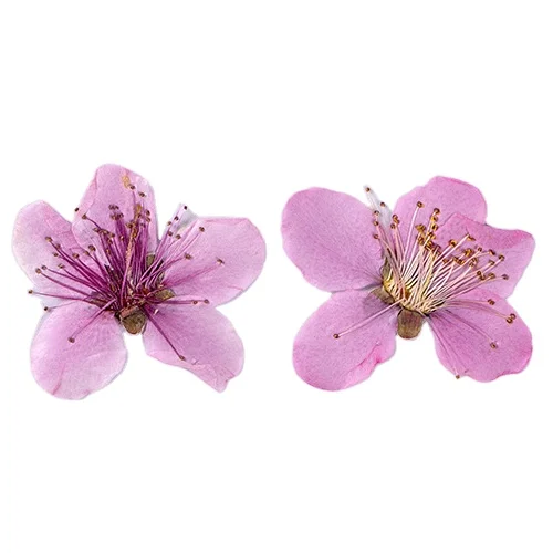 Peach Blossom Scrapbooking Epoxy Resin Natural Plant Eco-friendly Real Pressed Flower