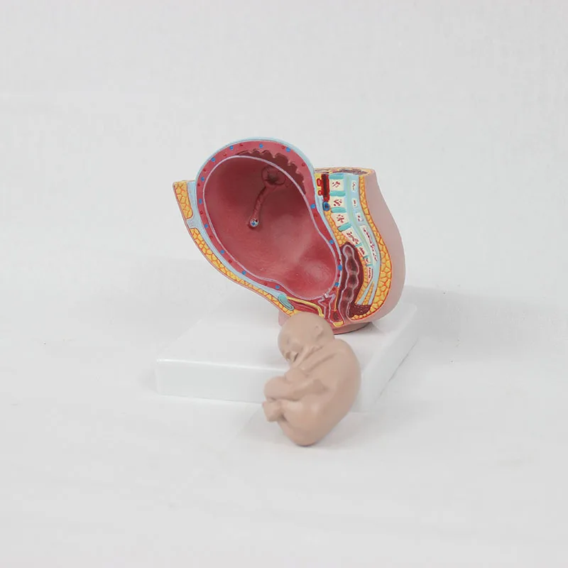 Reproductive system PVC emulsion model of human and child pelvis small size