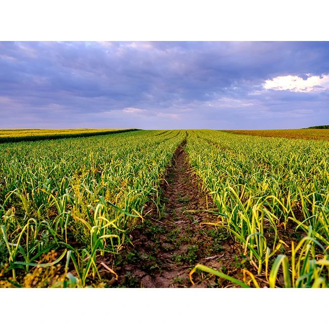 
Japanese Kyushu health care healthy nutritional aged organic dry garlic wholesale 